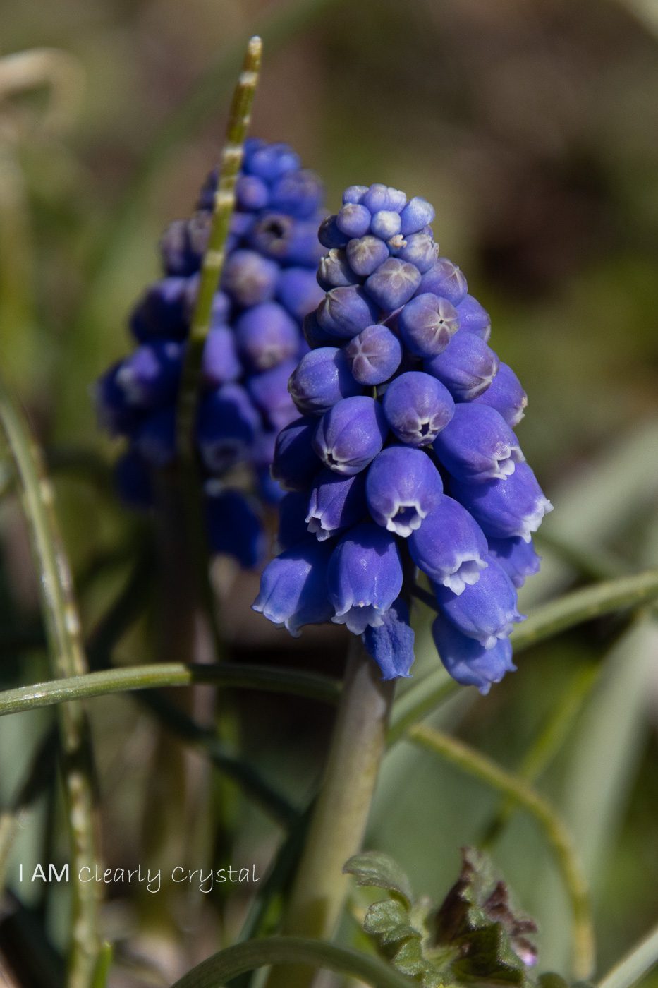 grape hyacinth