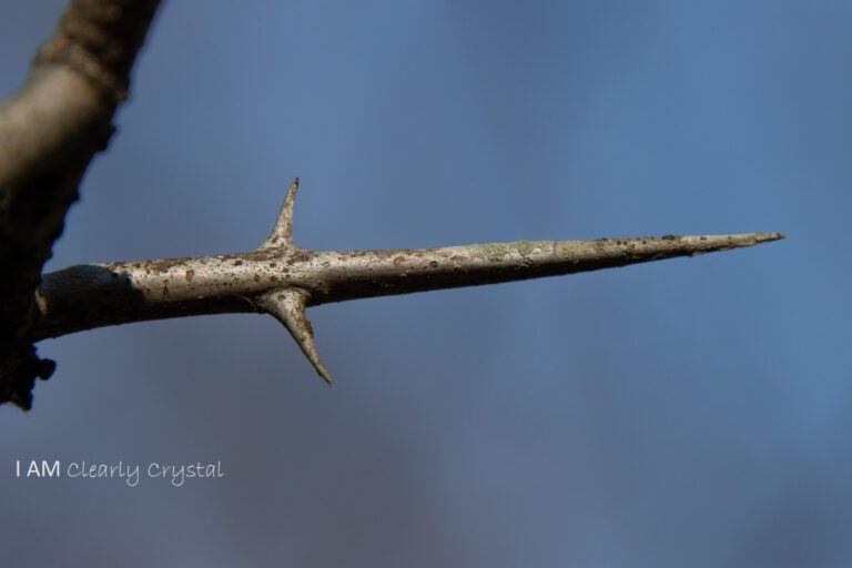 locust tree thorn