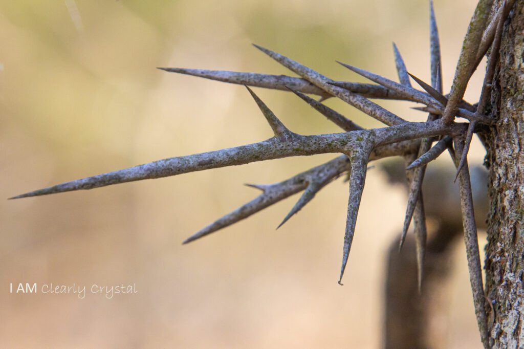 locust tree thorns