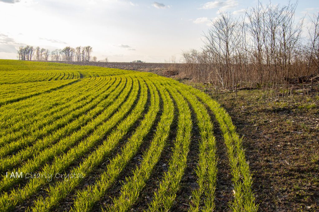 winter wheat field