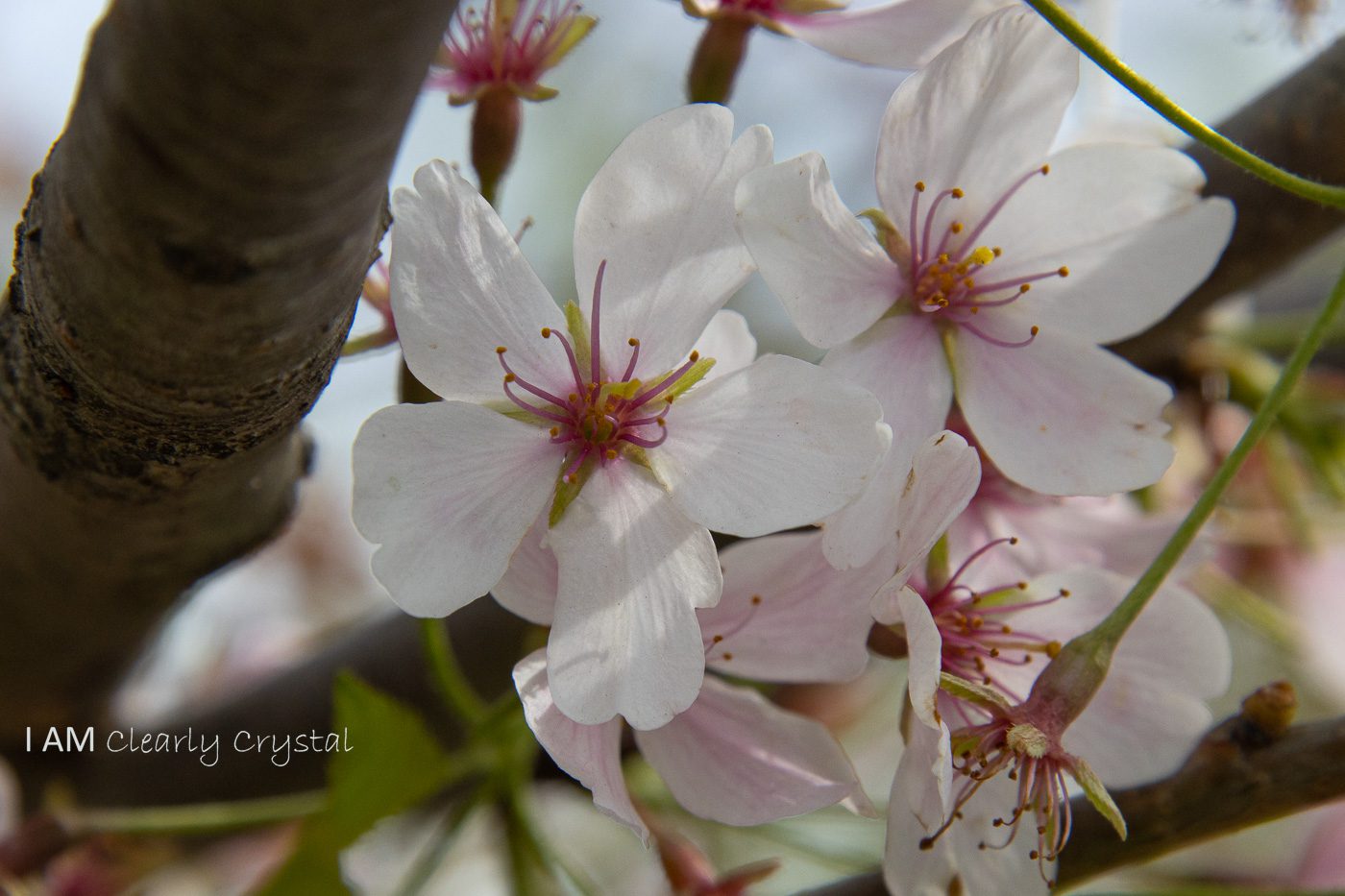 cherry blossoms