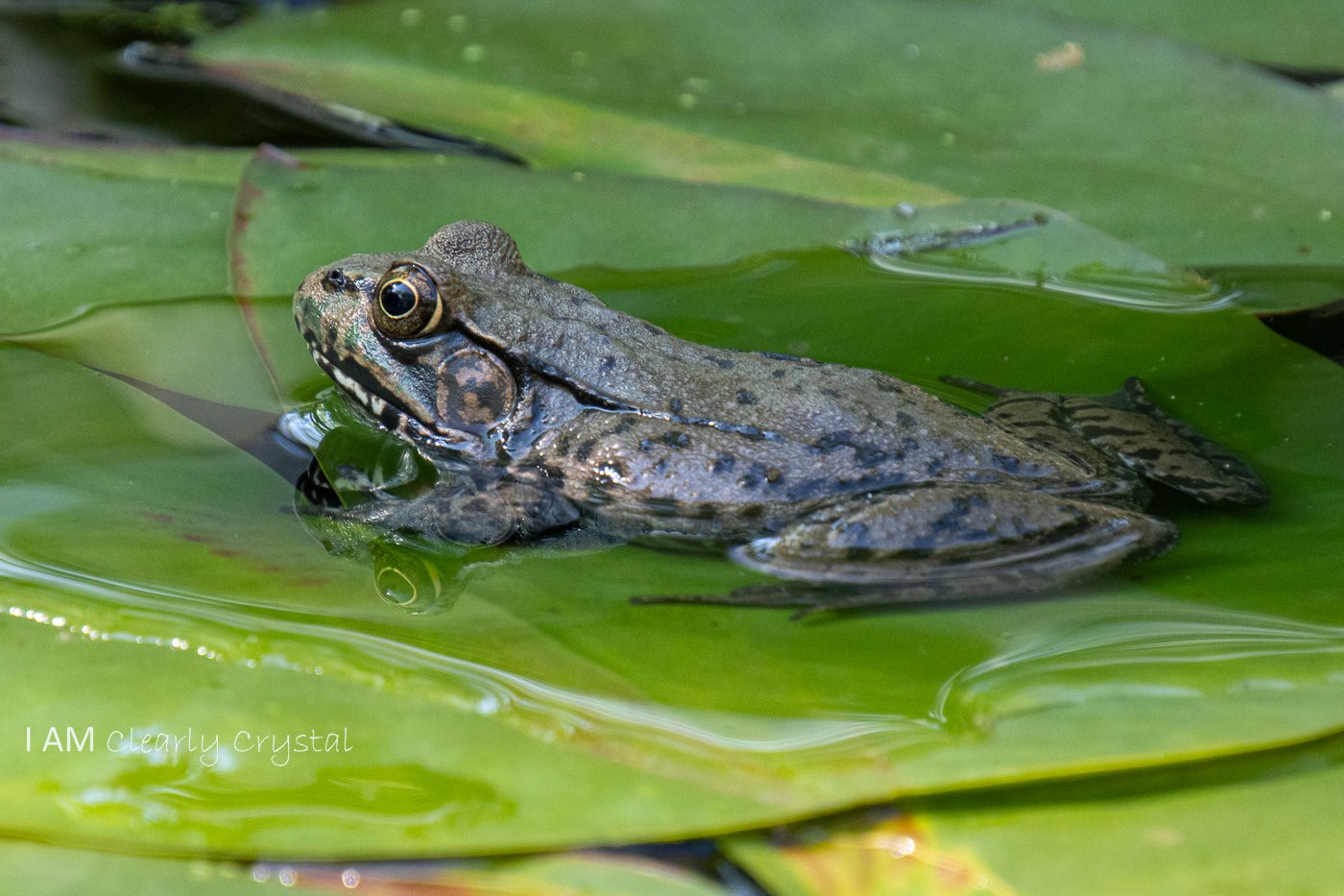 frog on lilypad