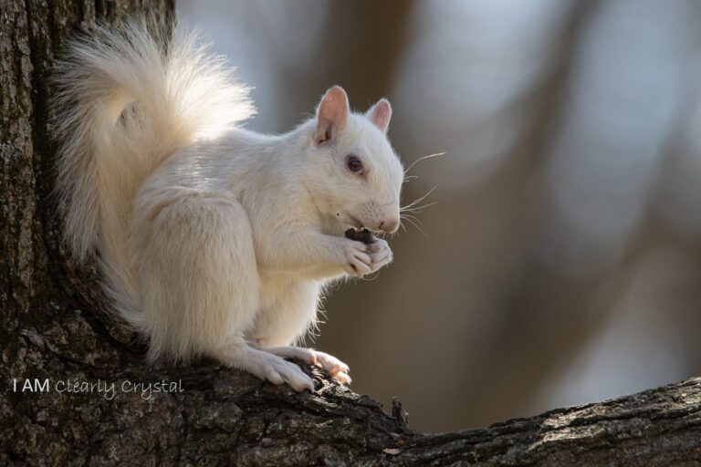 white squirrel