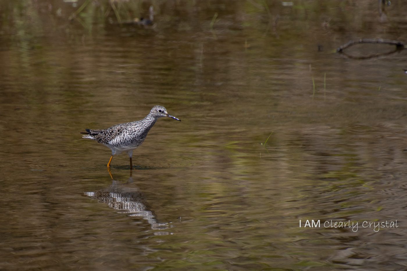 bird in water