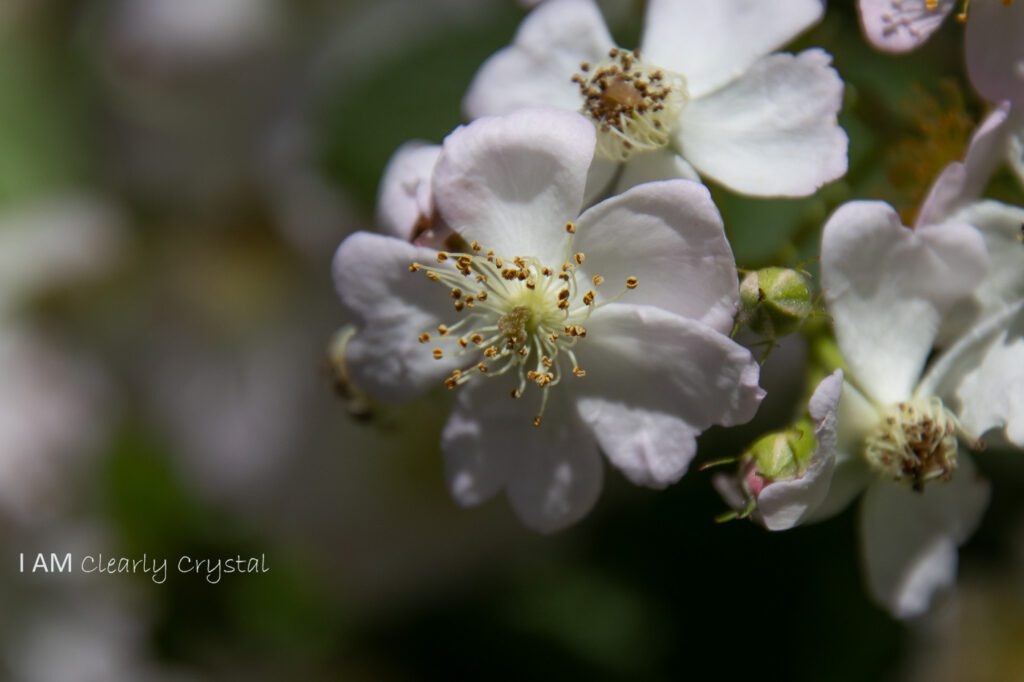 wild roses