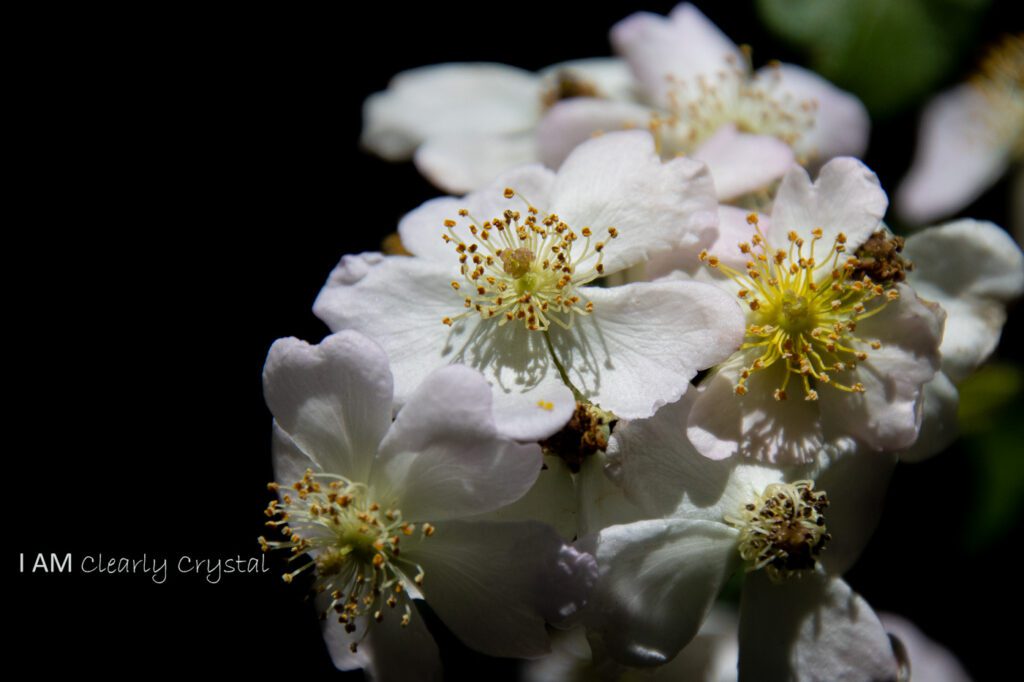 wild roses