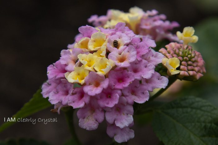 pink and yellow flower