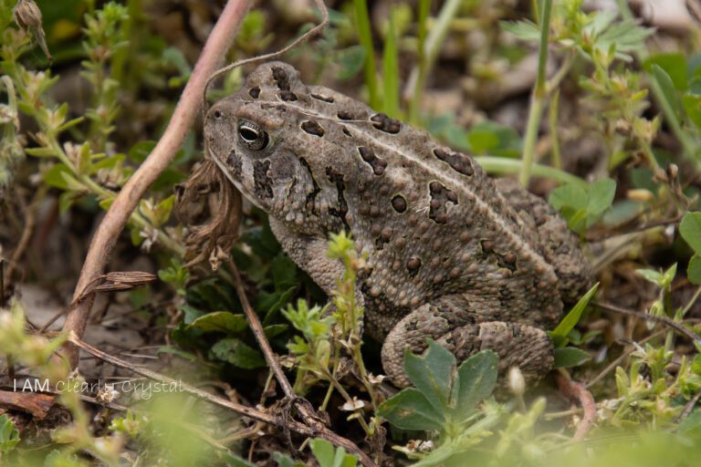 toad