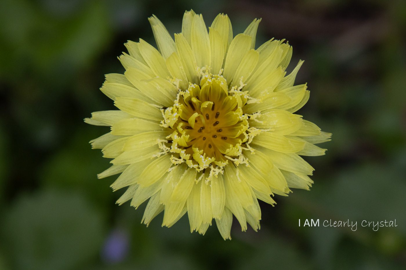 pale yellow flower