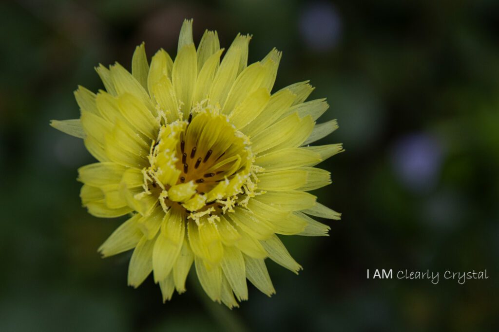 pale yellow flower