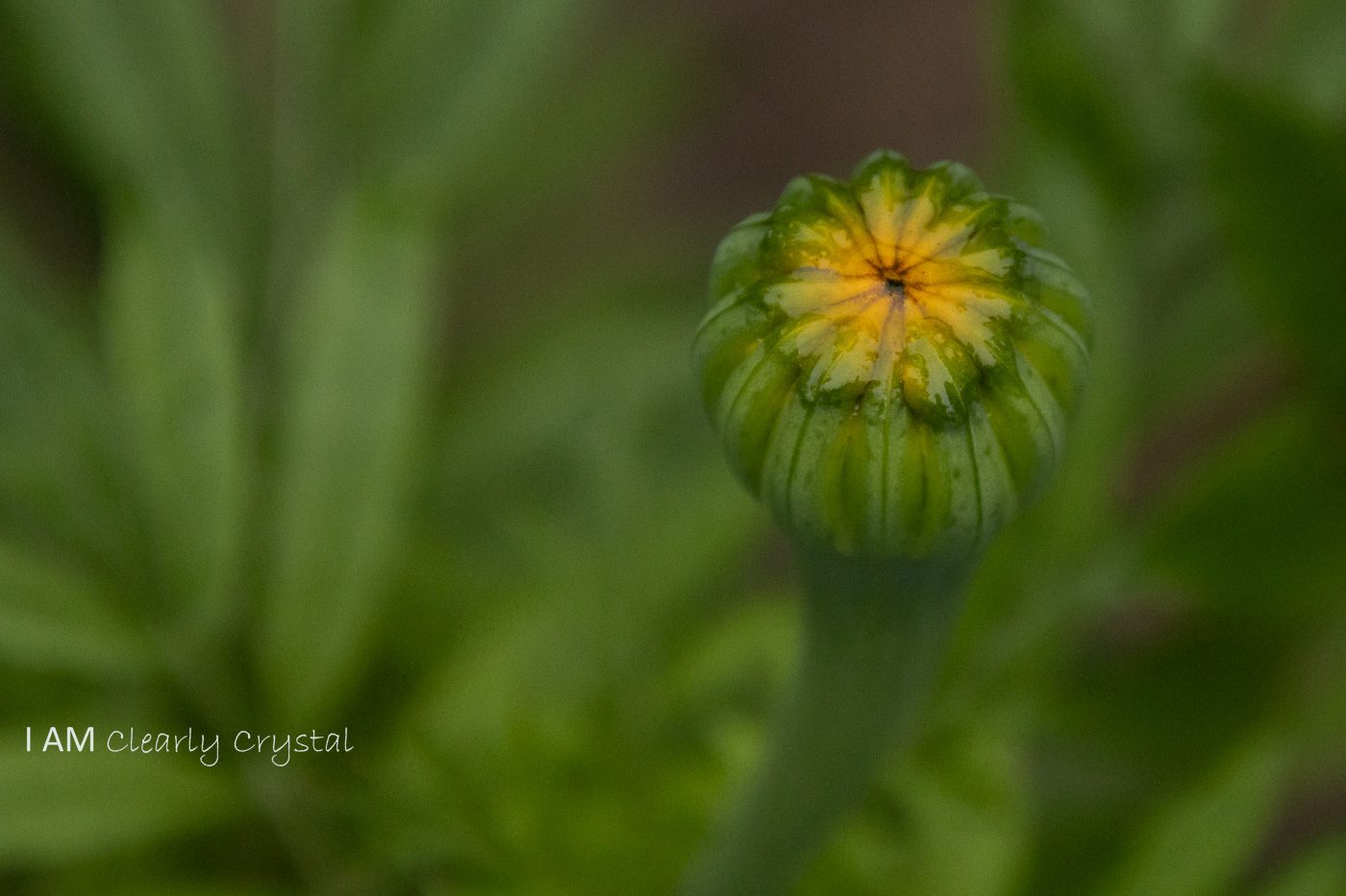 flower bud