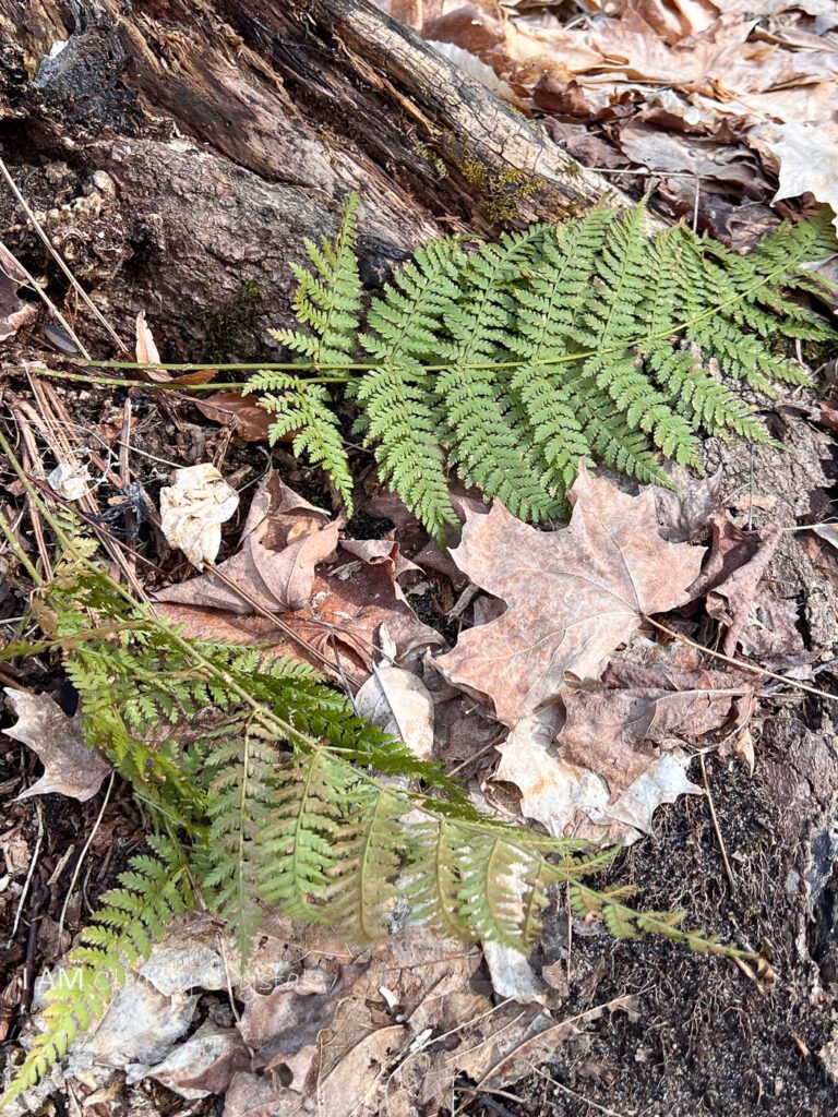 fern leaves