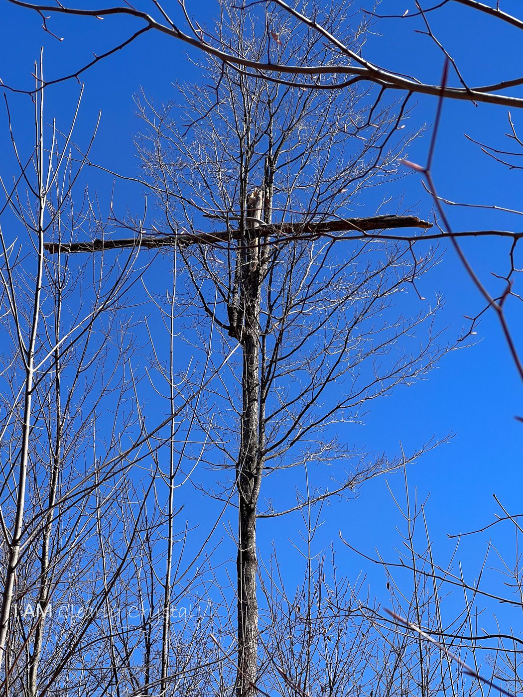 tree in woods