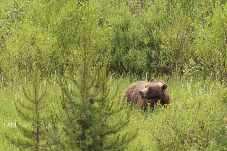 bear in weeds