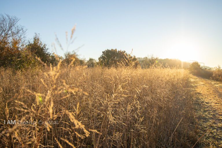 fall weeds