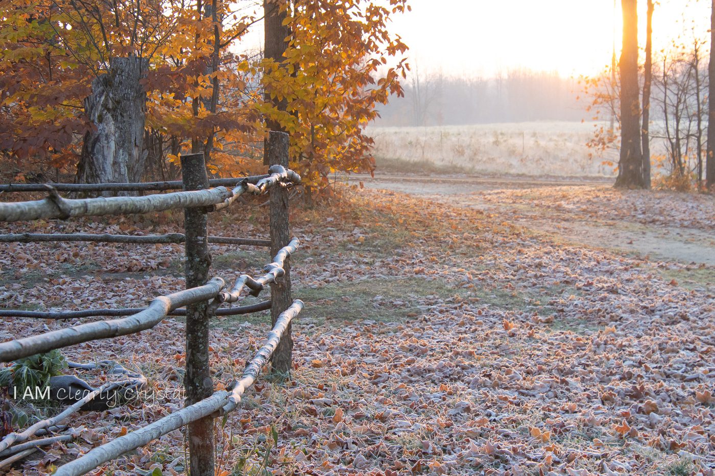 fence leaves with frost at sunrise