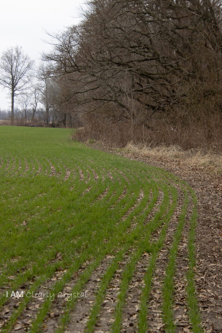 winter wheat field